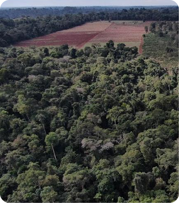 Vista aérea del bosque